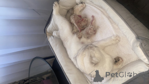 Photo №1. scottish fold - for sale in the city of Wiesbaden | 310$ | Announcement № 168494