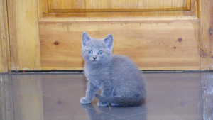 Photo №2 to announcement № 2172 for the sale of british shorthair - buy in Russian Federation private announcement