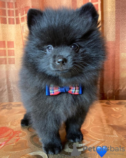 Photo №1. german spitz - for sale in the city of Москва | 660$ | Announcement № 8223
