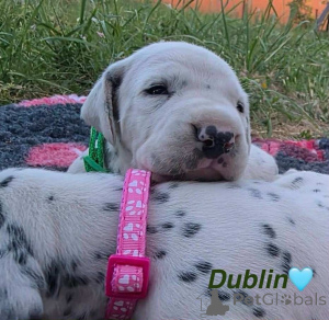 Photo №1. dalmatian dog - for sale in the city of DEBRECEN | 1882$ | Announcement № 145971