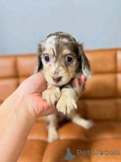 Photo №3. Cute adorable Dachshund Puppies for sale contact whatsapp business 447450021323. Finland