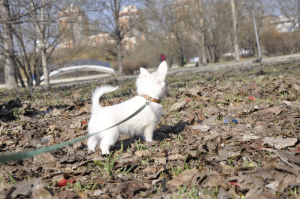 Photo №3. Chihuahua puppy, male. Russian Federation