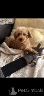 Photo №3. Adoption of Maltipoo (Maltese Bichon; poodle). France