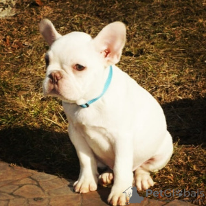 Photo №4. I will sell french bulldog in the city of Dusseldorf. private announcement - price - 380$