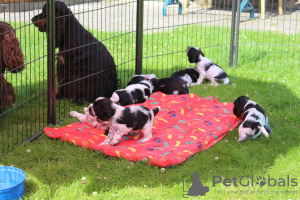 Photo №3. Cocker Spaniel puppies for new homes. Germany