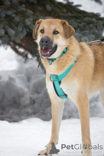 Photo №1. non-pedigree dogs - for sale in the city of Moscow river | Is free | Announcement № 138782