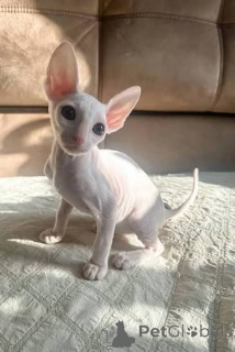 Photo №2 to announcement № 173233 for the sale of cornish rex - buy in Iceland private announcement, breeder