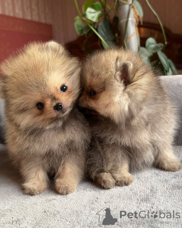 Photo №1. pomeranian - for sale in the city of Los Angeles | 500$ | Announcement № 158868