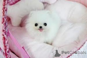 Photo №1. pomeranian - for sale in the city of Gembloux | Is free | Announcement № 165733