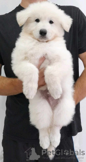 Photo №4. I will sell berger blanc suisse in the city of Kraljevo. breeder - price - negotiated