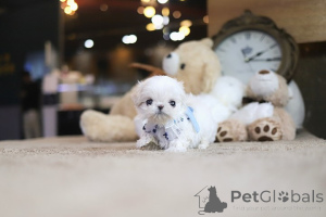 Photo №2 to announcement № 154084 for the sale of maltese dog - buy in United States breeder