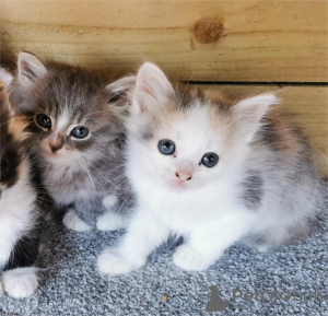 Photo №2 to announcement № 153138 for the sale of  - buy in Germany 