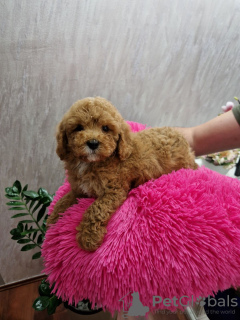 Photo №3. TOY RED AND APRICOT POODLES. Serbia