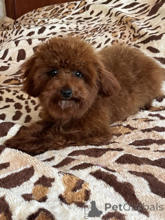 Photo №4. I will sell non-pedigree dogs in the city of Kiev. private announcement, from nursery, breeder - price - 1032$