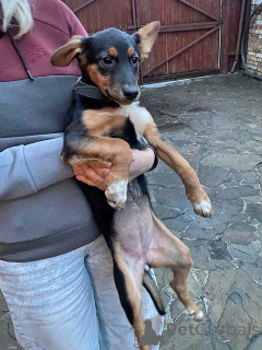 Photo №3. The cutest charming puppy girl Lucy is looking for a home. Russian Federation