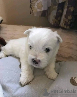 Photo №2 to announcement № 54778 for the sale of non-pedigree dogs - buy in Finland breeder