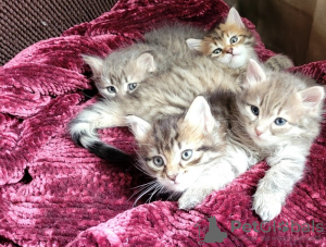 Photo №1. siberian cat - for sale in the city of Bönnigheim | 150$ | Announcement № 129675