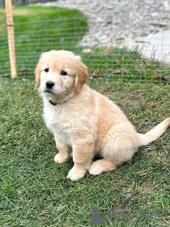 Photo №3. Adorable Golden retriever puppies now available. Registered with all shots and. Spain