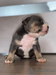 Photo №1. american bully - for sale in the city of New York | 4556$ | Announcement № 101297