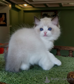 Photo №1. ragdoll - for sale in the city of Vienna | negotiated | Announcement № 134018