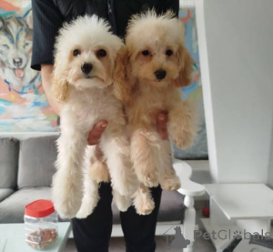 Photo №3. Toy Poodle puppies. Serbia