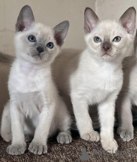 Photo №2 to announcement № 82348 for the sale of tonkinese cat - buy in Latvia from nursery