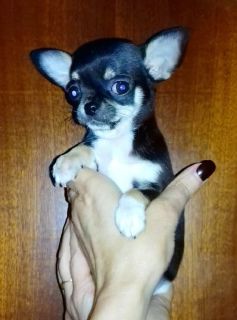 Photo №1. chihuahua - for sale in the city of Kiev | 182$ | Announcement № 3776