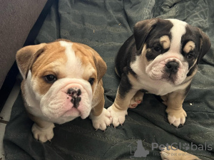 Photo №1. english bulldog - for sale in the city of Berlin | negotiated | Announcement № 90404