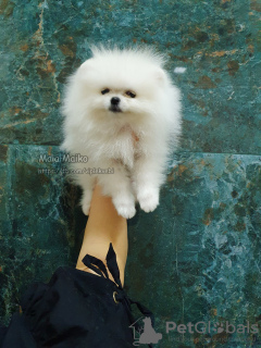 Photo №4. I will sell pomeranian in the city of Tbilisi. private announcement, from nursery, breeder - price - negotiated