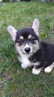 Photo №1. welsh corgi - for sale in the city of Gomel | 800$ | Announcement № 7772