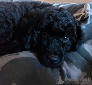 Photo №2 to announcement № 76461 for the sale of poodle (dwarf) - buy in Moldova private announcement