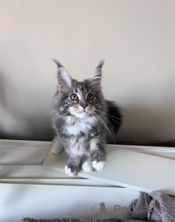 Photo №1. maine coon - for sale in the city of GOHRISH | 329$ | Announcement № 153775