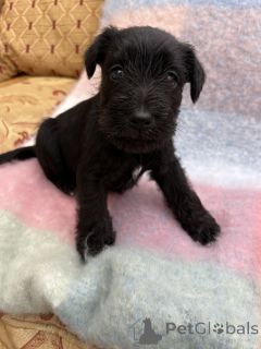 Photo №2 to announcement № 159384 for the sale of schnauzer - buy in United States private announcement
