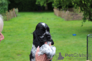 Photo №1. english cocker spaniel - for sale in the city of Munich | Is free | Announcement № 31233