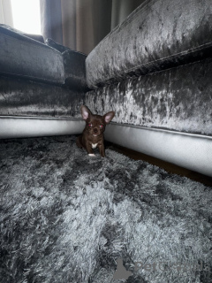 Photo №4. I will sell chihuahua in the city of Munich. private announcement - price - 3765$