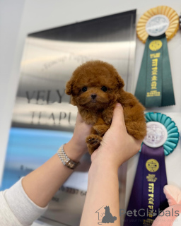 Photo №2 to announcement № 168100 for the sale of poodle (royal) - buy in Canada breeder