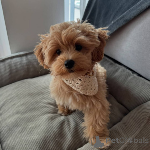 Photo №1. maltipu - for sale in the city of Berlin | 376$ | Announcement № 141698