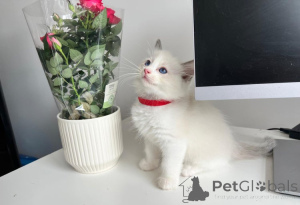 Photo №3. Cute tested Ragdoll kittens for loving homes.. Austria