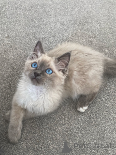 Photo №1. ragdoll - for sale in the city of ALAVUS | 516$ | Announcement № 164231