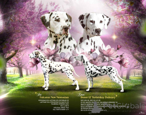 Photo №1. dalmatian dog - for sale in the city of Tallinn | 1412$ | Announcement № 145969