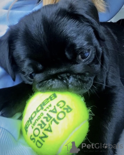 Photo №2 to announcement № 159851 for the sale of pug - buy in Lithuania 
