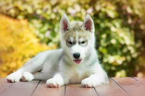 Photo №1. siberian husky - for sale in the city of Tolyatti | 195$ | Announcement № 2564