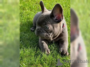 Photo №3. French bulldog puppies. Germany
