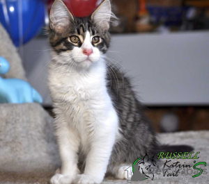 Photo №1. maine coon - for sale in the city of St. Petersburg | 605$ | Announcement № 9364