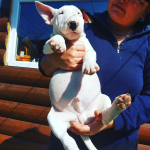 Additional photos: Puppies. English Standard Bull Terrier