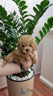 Photo №4. I will sell poodle (toy) in the city of Нови Сад. breeder - price - negotiated