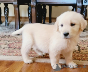 Photo №1. golden retriever - for sale in the city of Brussels | negotiated | Announcement № 165666