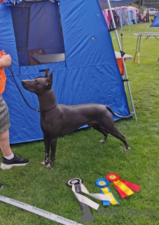 Additional photos: Xoloitzcuintle (Mexican hairless dog) puppies