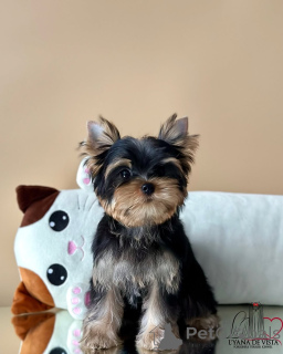 Photo №2 to announcement № 159937 for the sale of yorkshire terrier - buy in Iceland private announcement