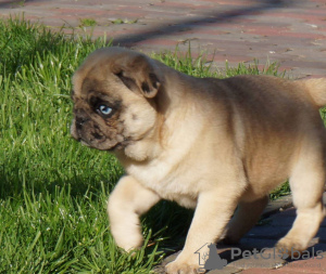 Photo №2 to announcement № 45437 for the sale of pug - buy in Romania breeder